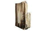 Polished, Petrified Wood (Metasequoia) Stand Up - Oregon #193618-1